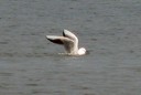 Gull,Slender-billed02.jpg Slide 133