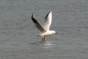 Gull,Slender-billed03.jpg Slide 134