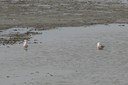 Gull,Slender-billed04.jpg Slide 135