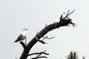 Gull,Yellow-legged01.jpg Slide 136