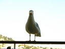 Gull,Yellow-legged02.jpg Slide 137