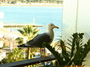Gull,Yellow-legged03.jpg Slide 138