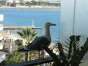 Gull,Yellow-legged04.jpg Slide 139
