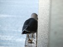 Gull,Yellow-legged05.jpg Slide 140