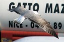 Gull,Yellow-legged06.jpg Slide 141
