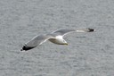 Gull,Yellow-legged07.jpg Slide 142