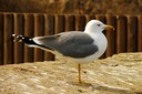 Gull,Yellow-legged08.jpg Slide 143