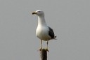 Gull,Yellow-legged09.jpg Slide 144