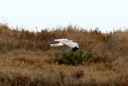 Harrier,Northern03.jpg Slide 147