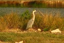 Heron,Gray01.jpg Slide 148
