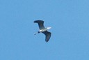 Heron,Gray02.jpg Slide 149