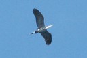 Heron,Gray03.jpg Slide 150