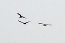 Ibis,Glossy01.jpg Slide 151