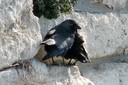 Jackdaw,Eurasian01.jpg Slide 152