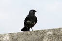 Jackdaw,Eurasian02.jpg Slide 153