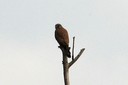 Kestrel,Eurasian02.jpg Slide 157