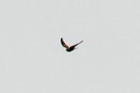 Kestrel,Eurasian03.jpg Slide 158