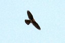Kestrel,Eurasian04.jpg Slide 159