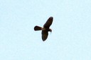 Kestrel,Eurasian05.jpg Slide 160