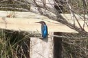 Kingfisher,Common01.jpg Slide 161