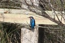Kingfisher,Common02.jpg Slide 162