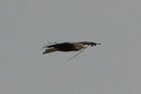 Kite,Black01.jpg Slide 163