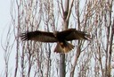 Kite,Black03.jpg Slide 165