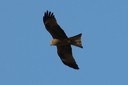 Kite,Black06.jpg Slide 168