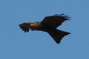 Kite,Black07.jpg Slide 169