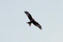 Kite,Red02.jpg Slide 171