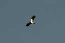 Lapwing,Northern01.jpg Slide 172