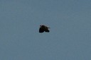 Lapwing,Northern02.jpg Slide 173