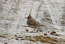 Lark,Crested01.jpg Slide 175