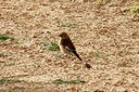 Linnet,Common01.jpg Slide 176