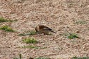 Linnet,Common02.jpg Slide 177
