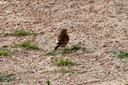 Linnet,Common03.jpg Slide 178