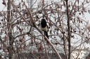 Magpie,Common01.jpg Slide 179