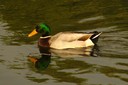 Mallard01.jpg Slide 180