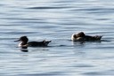 Merganser,Red-breasted01.jpg Slide 181