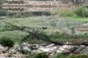 Moorhen,Common01.jpg Slide 182