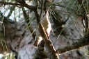 Nuthatch,Corsican01.jpg Slide 184