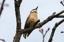 Nuthatch,Eurasian01.jpg Slide 188