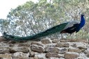 Peafowl,Common02.jpg Slide 190