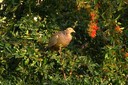 Pheasant,Ring-necked01.jpg Slide 191