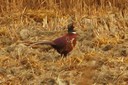 Pheasant,Ring-necked02.jpg Slide 192