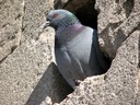 Pigeon,Rock01.jpg Slide 193