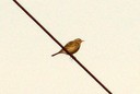 Pipit,Meadow01.jpg Slide 194