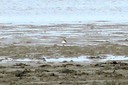 Plover,CommonRinged01.jpg Slide 195