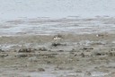 Plover,CommonRinged02.jpg Slide 196