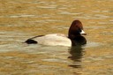 Pochard,Common02.jpg Slide 199